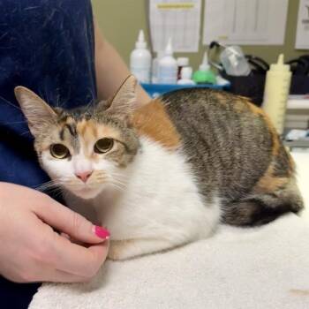 Rescue Domestic Short Hair Cats for Adoption in Baltimore, Maryland - Nena | PetCurious