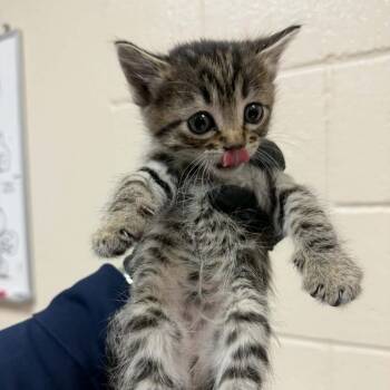 Bumble Bee -  Domestic Short Hair Cat for Adoption in Reno, Nevada - Bumble Bee | PetCurious