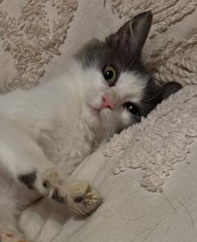 Lala McNuggett -  Manx Cat for Adoption in Darien, Georgia - Lala McNuggett | PetCurious
