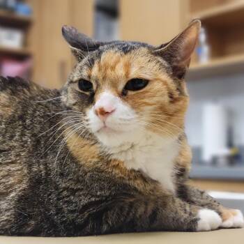 Nana -  Domestic Medium Hair Cat for Adoption in Sarasota, Florida - Nana | PetCurious