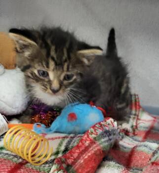 Domestic Medium Hair Cats Available for Adoption in Medford, Wisconsin - Jamison | PetCurious