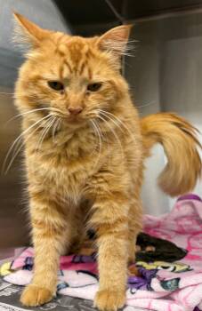 Domestic Long Hair Cats Available for Adoption in Edison, New Jersey - Ash | PetCurious