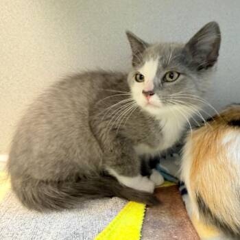 Clint -  Domestic Short Hair Cat for Adoption in Pittsburgh, Pennsylvania - Clint | PetCurious