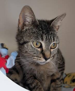Domestic Short Hair Cats Available for Adoption in Seattle, Washington - Siofra | PetCurious