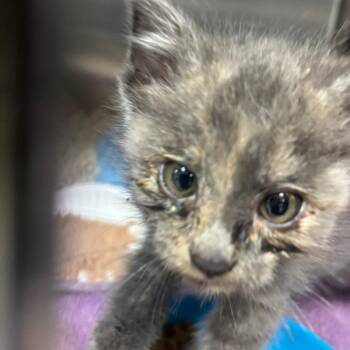 Nettie -  Domestic Short Hair Cat for Adoption in Newark, New Jersey - Nettie | PetCurious