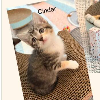 Cinder -  Domestic Short Hair Cat for Adoption in Mooresville, North Carolina - Cinder | PetCurious