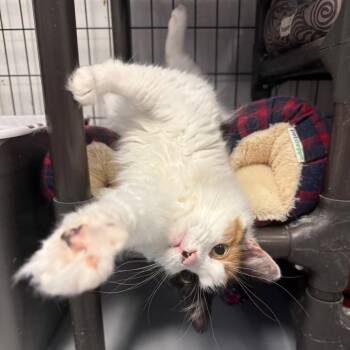 Hope -  Domestic Long Hair Cat for Adoption in Carroll, Iowa - Hope | PetCurious
