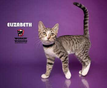 ELIZABETH -  Egyptian Mau and Tabby Cat for Adoption in Hemet, California - ELIZABETH | PetCurious