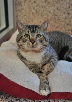 Domestic Short Hair Cats Available for Adoption in Aiken, South Carolina - Brandon 63020 | PetCurious