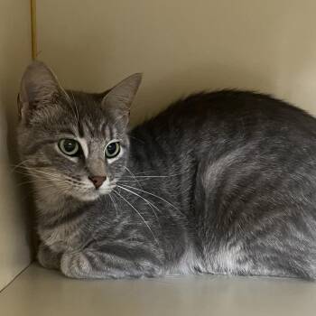 Pepper -  Domestic Short Hair Cat for Adoption in Idaho Falls, Idaho - Pepper | PetCurious