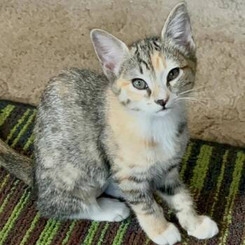 Jess -  Domestic Short Hair Cat for Adoption in Pleasant Hill, California - Jess | PetCurious