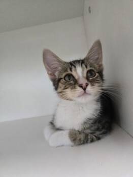 Shaving Cream -  Domestic Short Hair Cat for Adoption in Savannah, Georgia - Shaving Cream | PetCurious