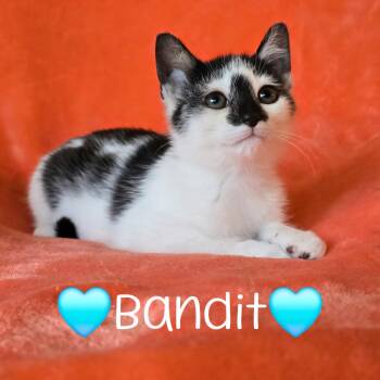 Rescue Domestic Short Hair Cats for Adoption in Copley, Ohio - Bandit | PetCurious