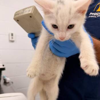 Ghost -  Domestic Short Hair Cat for Adoption in West Palm Beach, Florida - Ghost | PetCurious