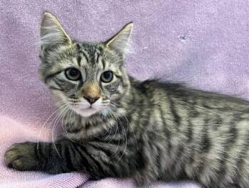 Domestic Medium Hair Cats Available for Adoption - Dorothy | PetCurious