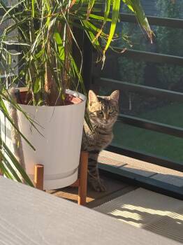 Storm -  Domestic Short Hair Cat for Adoption in Minneapolis, Minnesota - Storm | PetCurious