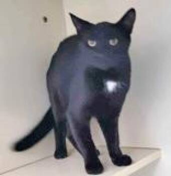 Rescue Domestic Short Hair Cats for Adoption in Portsmouth, Ohio - Peeta | PetCurious