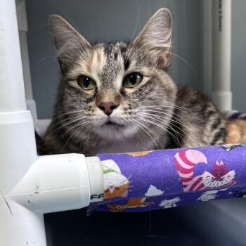 Domestic Medium Hair Cats Available for Adoption - Aubie | PetCurious