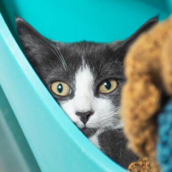 Isosceles -  Domestic Short Hair Cat for Adoption in Middletown, Rhode Island - Isosceles | PetCurious