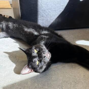 Domestic Short Hair Cats Available for Adoption in Morristown, Vermont - Lupin | PetCurious