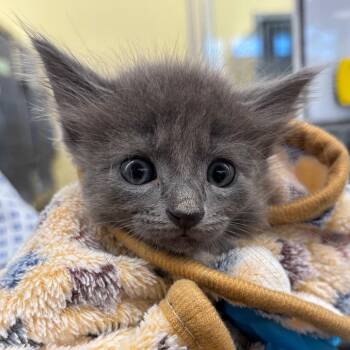 Valerian -  Domestic Medium Hair Cat for Adoption in West Palm Beach, Florida - Valerian | PetCurious