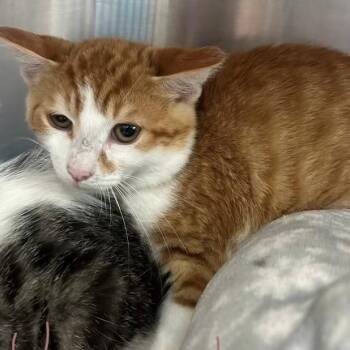 Hearts -  Domestic Short Hair Cat for Adoption in Allegan, Michigan - Hearts | PetCurious