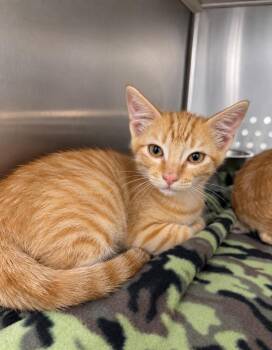 Chumbo -  Domestic Short Hair Cat for Adoption in Fort Lupton, Colorado - Chumbo | PetCurious