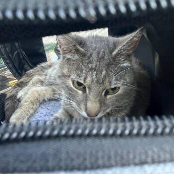 Wolf -  Domestic Short Hair Cat for Adoption in Greensboro, North Carolina - Wolf | PetCurious