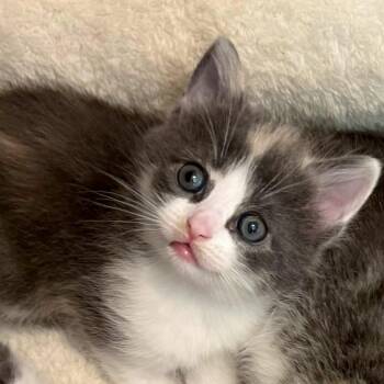 Domestic Short Hair Cats Available for Adoption in Brownsboro, Alabama - Jellyfish | PetCurious