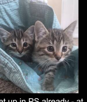 Ash -  Domestic Short Hair Cat for Adoption in Lafayette, Colorado - Ash | PetCurious