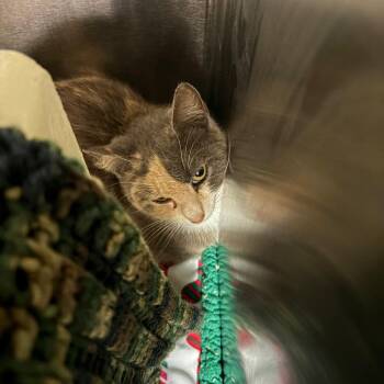 Dawn Career Cat? -  Domestic Short Hair Cat for Adoption in Newark, New Jersey - Dawn Career Cat? | PetCurious