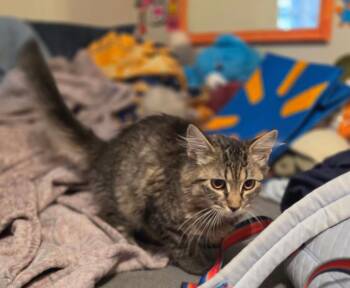 Caboose -  Domestic Long Hair Cat for Adoption in Gorham, Maine - Caboose | PetCurious