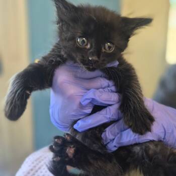 Smokestep -  Domestic Medium Hair Cat for Adoption in Denver, Colorado - Smokestep | PetCurious
