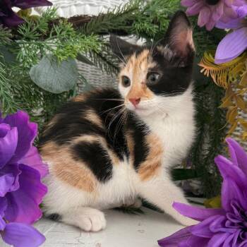 Porsche Rover 56551 -  Domestic Short Hair Cat for Adoption in Eaton Rapids, Michigan - Porsche Rover 56551 | PetCurious