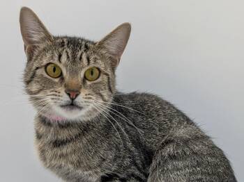 Bahama Mama -  Tabby Cat for Adoption in Powell, Ohio - Bahama Mama | PetCurious