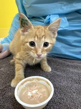 Hubbie -  Domestic Short Hair Cat for Adoption in Raleigh, North Carolina - Hubbie | PetCurious