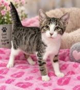 Mercy -  Domestic Short Hair Cat for Adoption in Portsmouth, Ohio - Mercy | PetCurious