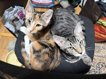 Honeynut (F) and Butternut (M) -  Domestic Short Hair Cat for Adoption in New Britain, Connecticut - Honeynut (F) And Butternut (M) | PetCurious