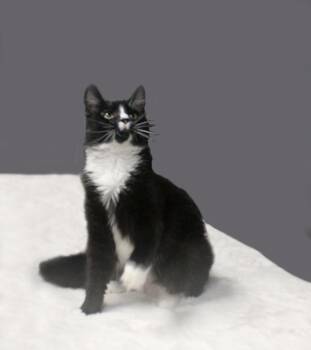 Domestic Long Hair Cats Available for Adoption in Floral City, Florida - HARLEY QUINN | PetCurious