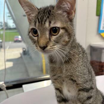 Pony Boy -  Domestic Short Hair Cat for Adoption in Columbiana, Alabama - Pony Boy | PetCurious