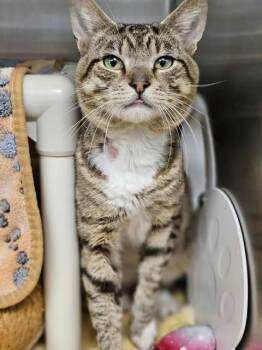Rescue Domestic Short Hair Cats for Adoption in Munster, Indiana - Benjamin Button | PetCurious