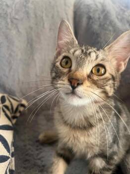 Rescue Domestic Short Hair Cats for Adoption in Abbotsford, British Columbia - Salsa | PetCurious