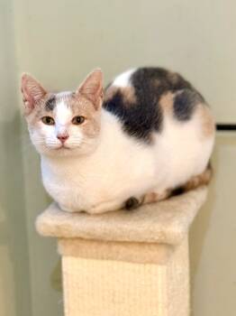 Rescue Domestic Short Hair Cats for Adoption in Augusta, Georgia - Chloe | PetCurious