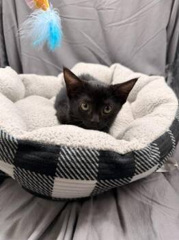 PEACHES -  Domestic Short Hair Cat for Adoption in Grovetown, Georgia - PEACHES | PetCurious