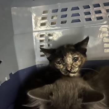 Nicki -  Domestic Short Hair Cat for Adoption in Salt Lake City, Utah - Nicki | PetCurious