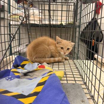 108658 -  Domestic Short Hair Cat for Adoption in Las Cruces, New Mexico - 108658 | PetCurious