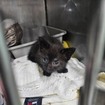 Brock -  Domestic Short Hair Cat for Adoption in Ridgely, Maryland - Brock | PetCurious