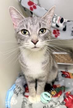 Sponge -  Domestic Short Hair Cat for Adoption in Menomonie, Wisconsin - Sponge | PetCurious