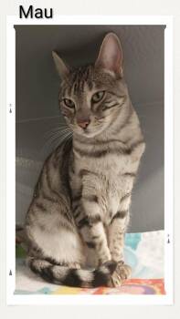 Domestic Short Hair Cats Available for Adoption in Caistor Centre, Ontario - Mau | PetCurious