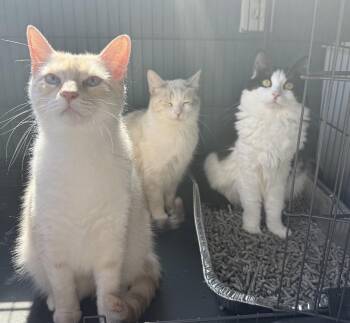 Winter, Sissy and Poet -  Siamese Cat for Adoption in Buffalo, New York - Winter, Sissy And Poet | PetCurious